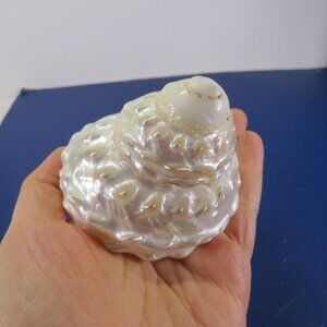 Abhimantrit Moti Shankh (Pearl Conch) Polished 3" tall & wide